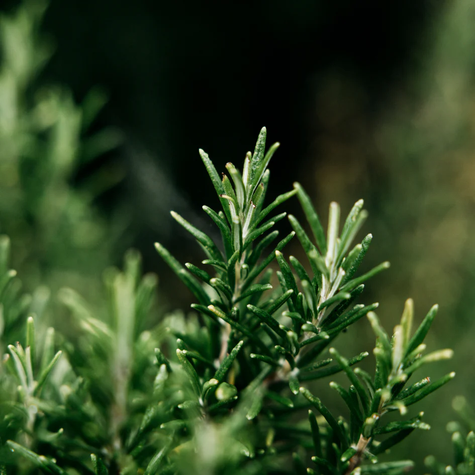 Bay & Rosemary Potager Pot - Image 2