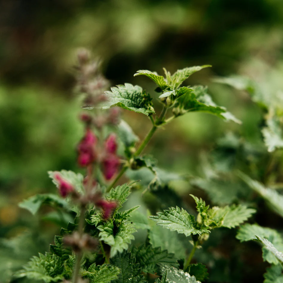 Bergamot & Nettle Scented Candle Tin - Image 4