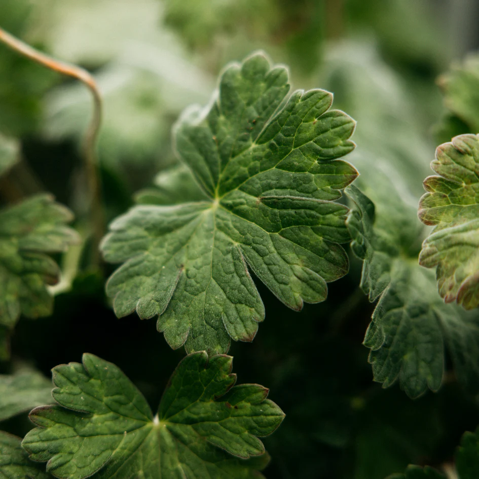 Geranium Leaf Scented Candle Tin - Image 4