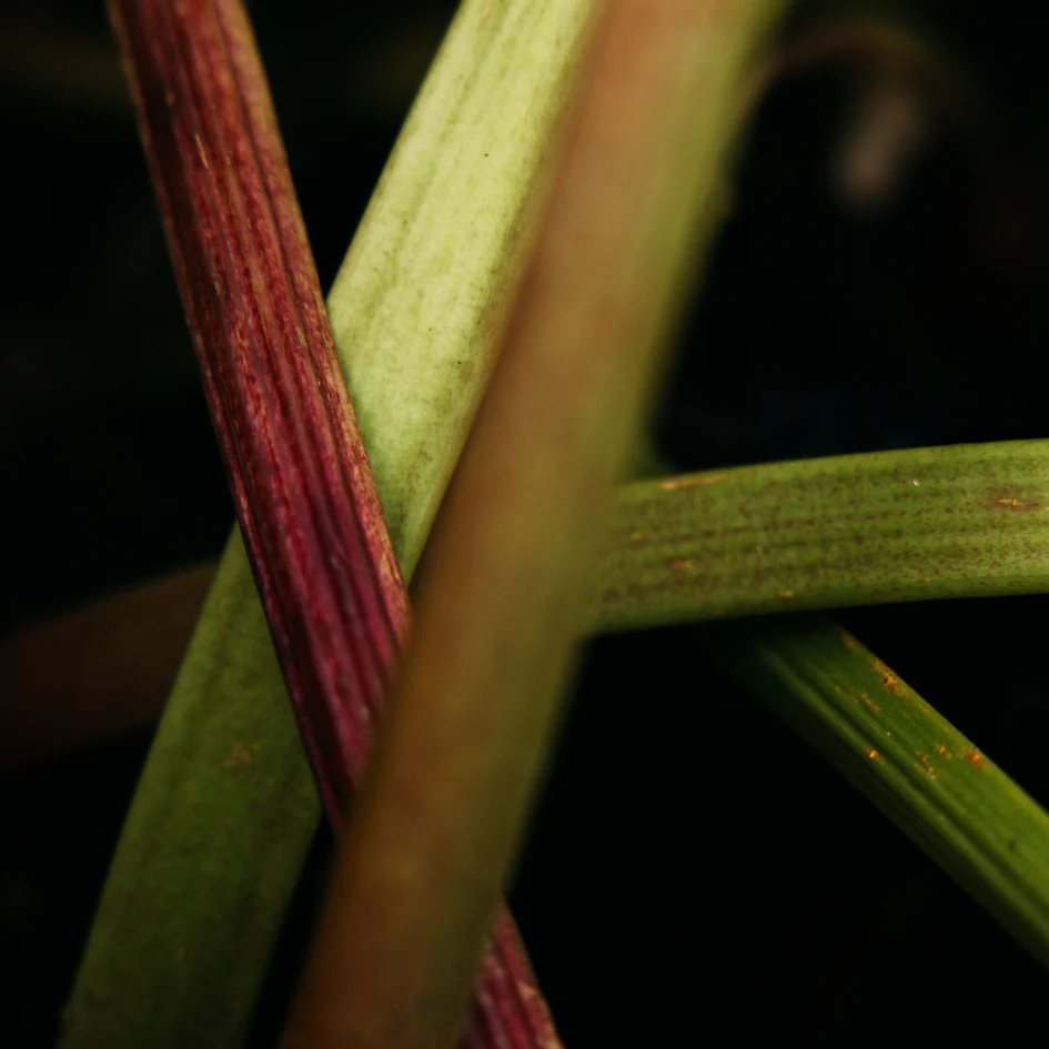 Wild Rhubarb Scented Tin Candle - Image 4
